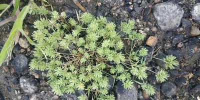 Eragrostis reptans, photographed by Jeff D Hansen