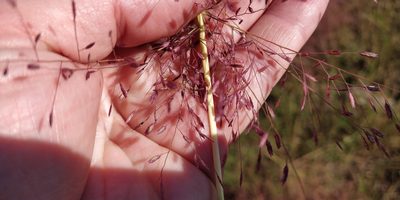 Eragrostis spectabilis, photographed by Jeff D Hansen