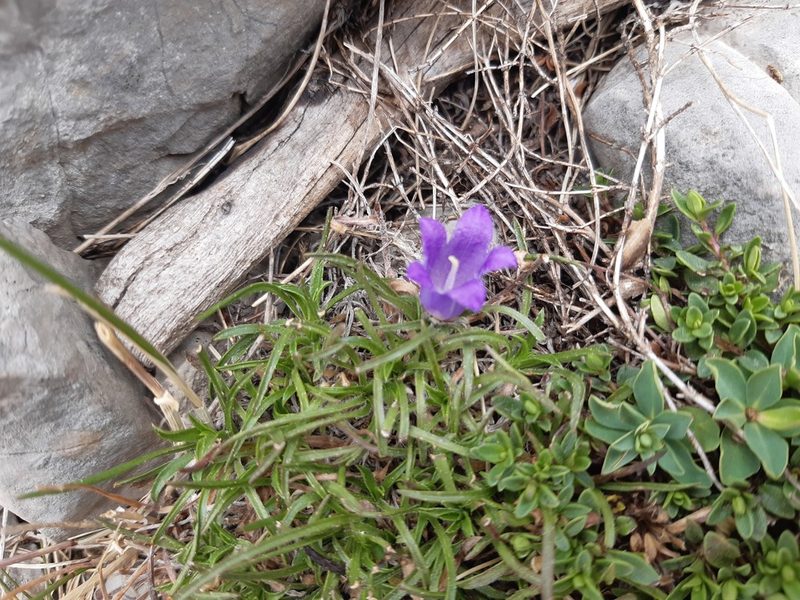Edraianthus graminifolius, photographed by Niko Kasalo
