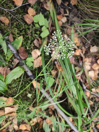Ostericum tenuifolium, photographed by Юлия