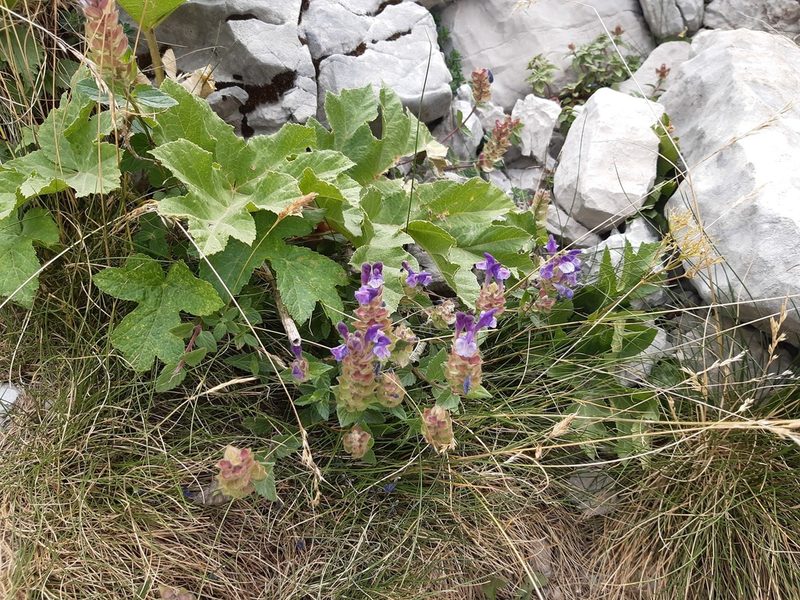 Scutellaria alpina, photographed by Niko Kasalo