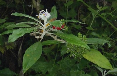 Solanum giganteum, photographed by Nicola van Berkel