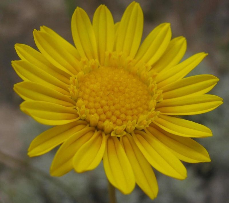 Ursinia macropoda, photographed by douglaseustonbrown