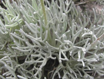 Ursinia macropoda, photographed by douglaseustonbrown