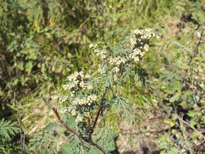 Artemisia gmelinii, photographed by Татьяна Фирсова