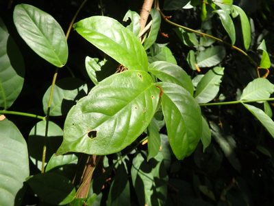 Erycibe tomentosa, photographed by Samuel Lee