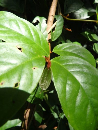 Erycibe tomentosa, photographed by Samuel Lee