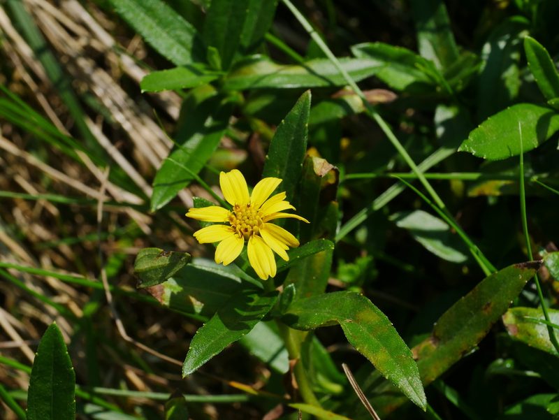 Sphagneticola calendulacea, photographed by Jacy Chen