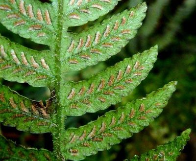 Deparia japonica, photographed by M Kriek
