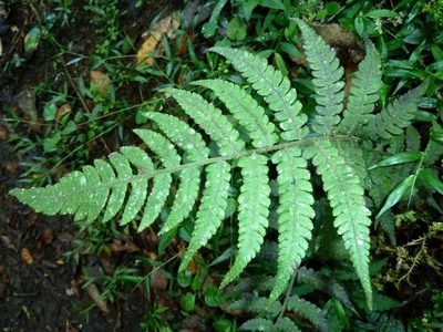 Deparia japonica, photographed by M Kriek