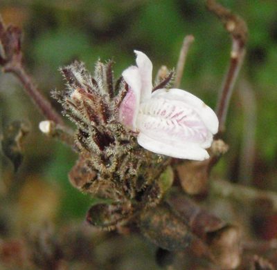 Isoglossa ciliata, photographed by Nicola van Berkel