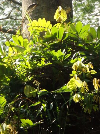 Derris elliptica, photographed by Samuel Lee