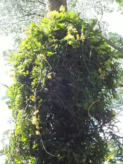 Derris elliptica, photographed by Samuel Lee