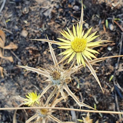 Carlina racemosa, photographed by Mehdi Chetibi