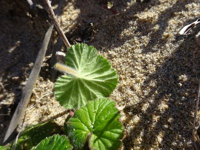 Pelargonium australe, photographed by Gary Williams