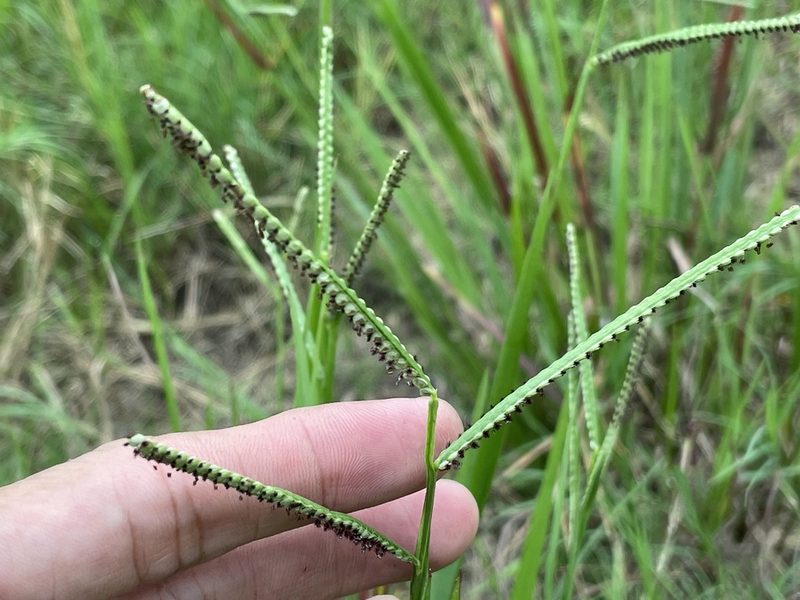 Paspalum orbiculare, photographed by chen ying-hsiao
