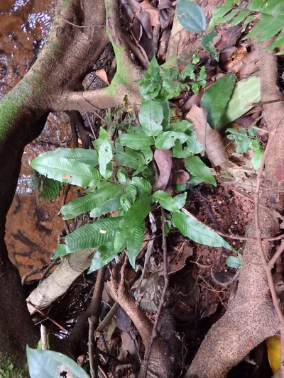 Grypothrix triphylla, photographed by Samuel Lee