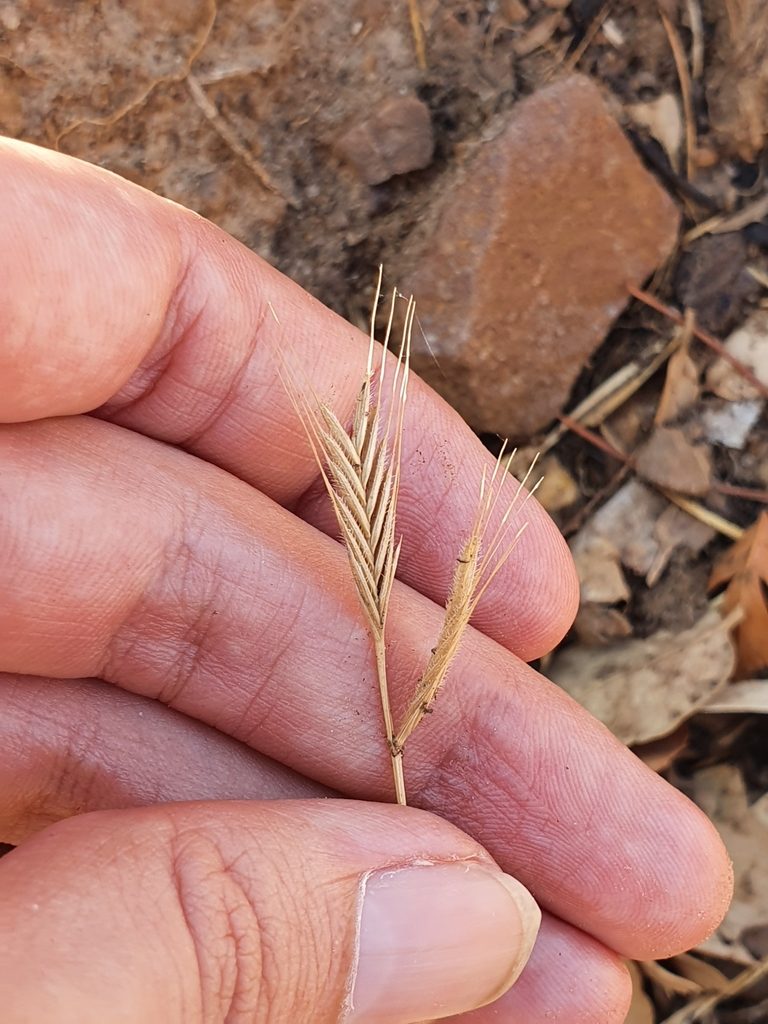 Brachypodium hybridum, photographed by Mehdi Chetibi