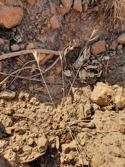 Brachypodium hybridum, photographed by Mehdi Chetibi