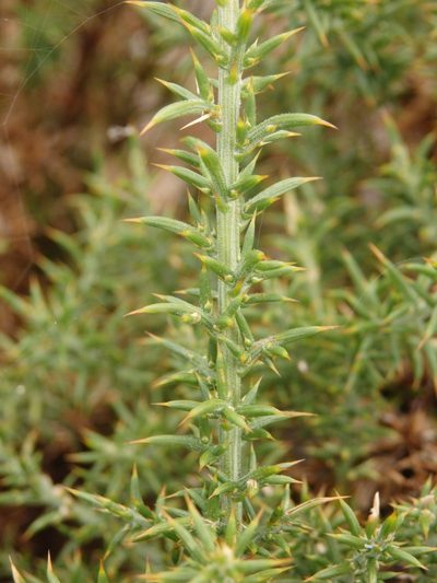 Ulex micranthus, photographed by Carminda Santos