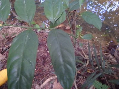 Polyscias diversifolia, photographed by Samuel Lee