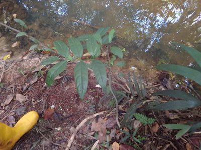 Polyscias diversifolia, photographed by Samuel Lee