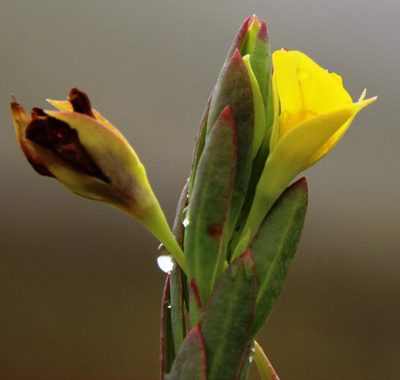 Rafnia crassifolia, photographed by Tony Rebelo
