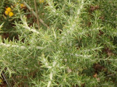 Ulex micranthus, photographed by Carminda Santos