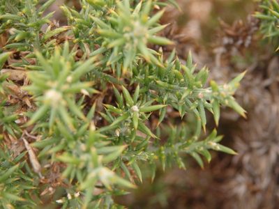 Ulex micranthus, photographed by Carminda Santos