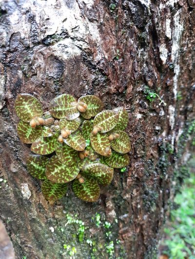 Porpax jerdoniana, photographed by Prashantha Krishna M C