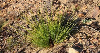 Ficinia cedarbergensis, photographed by Tony Rebelo