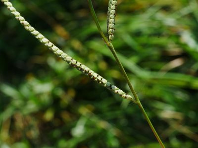 Paspalum orbiculare, photographed by Jacy Chen
