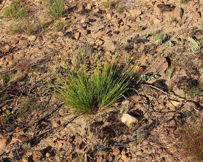 Ficinia cedarbergensis, photographed by Tony Rebelo