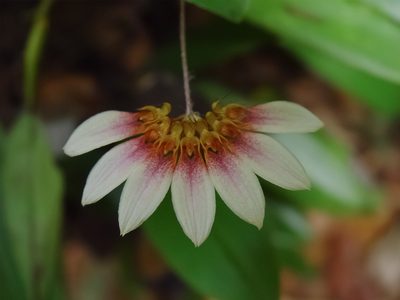 Bulbophyllum lepidum, photographed by Cheongweei Gan