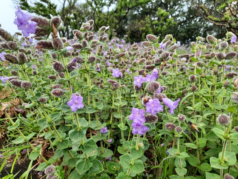 Strobilanthes sessilis, photographed by Prashantha Krishna M C