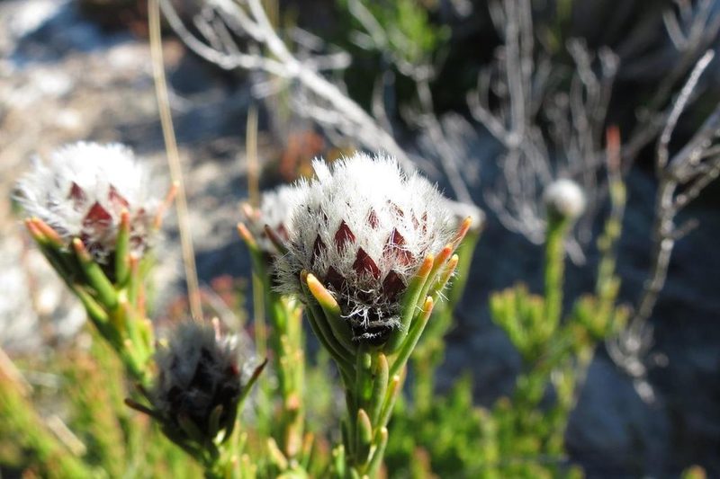 Leucadendron sorocephalodes, photographed by Brian du Preez
