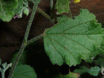 Hermannia floribunda, photographed by Andrew Hankey