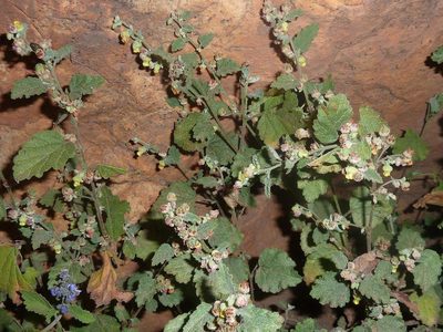 Hermannia floribunda, photographed by Andrew Hankey