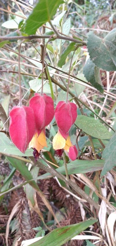 Callianthe vexillaria, photographed by Edson Luis Fabro Gasperin