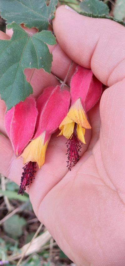 Callianthe vexillaria, photographed by Edson Luis Fabro Gasperin
