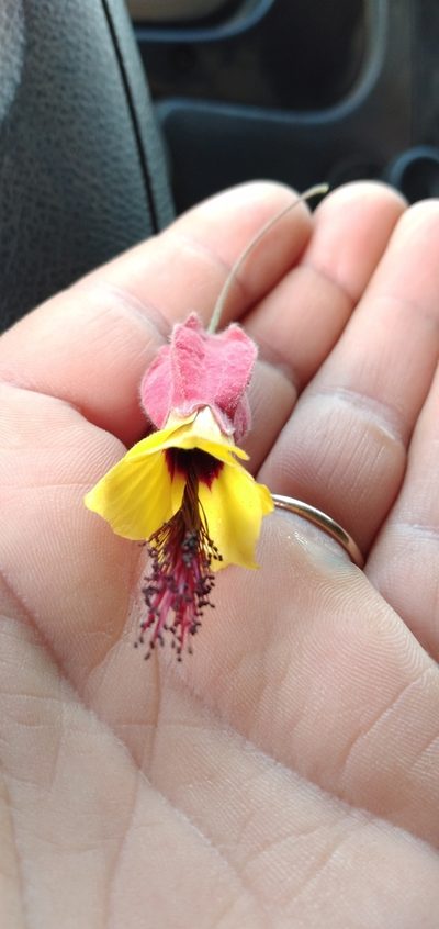 Callianthe vexillaria, photographed by Edson Luis Fabro Gasperin