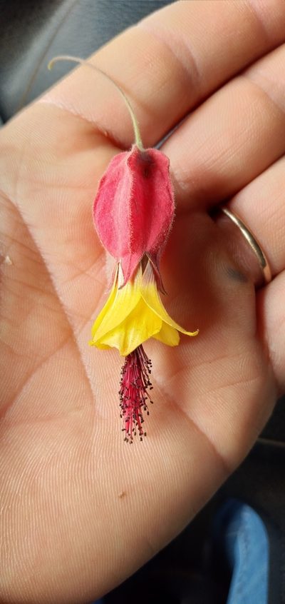 Callianthe vexillaria, photographed by Edson Luis Fabro Gasperin