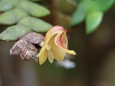 Dendrobium leonis, photographed by Cheongweei Gan