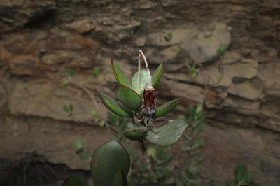 Cotyledon woodii, photographed by Brian du Preez
