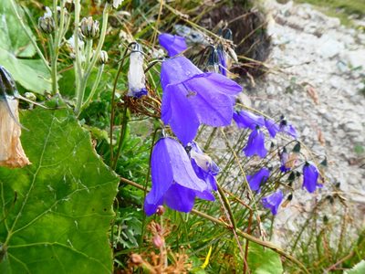Campanula scheuchzeri, photographed by kfa