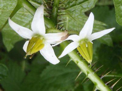 Solanum aculeatissimum, photographed by Nicola van Berkel