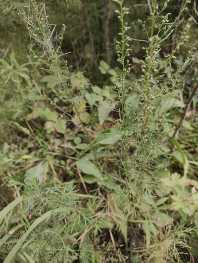 Artemisia commutata, photographed by Юлия