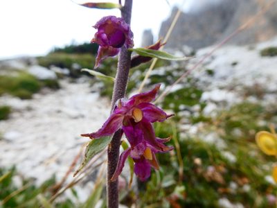 Epipactis atrorubens, photographed by kfa