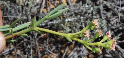 Ruschia multiflora, photographed by Tony Rebelo