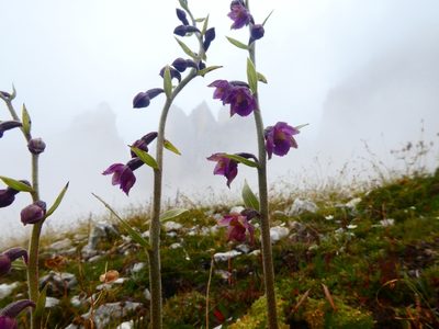 Epipactis atrorubens, photographed by kfa